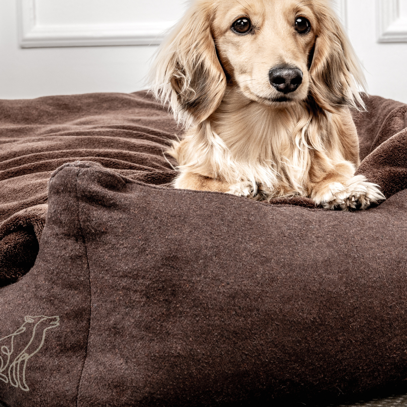 mountaindog_banner