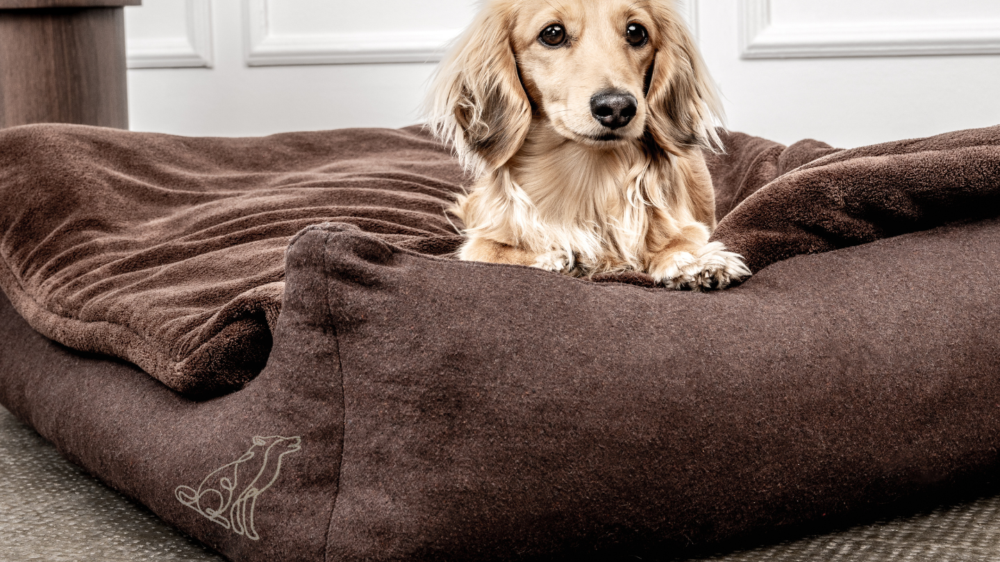 mountaindog_banner